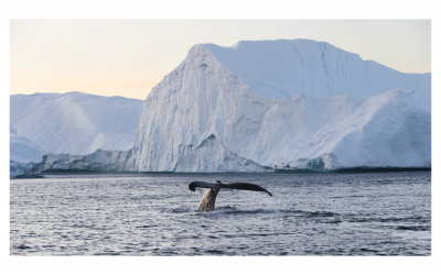 Greenland 백야3