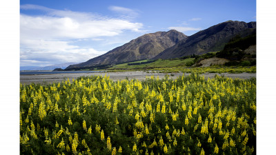 New Zealand6