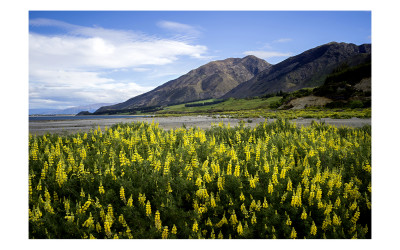 New Zealand6