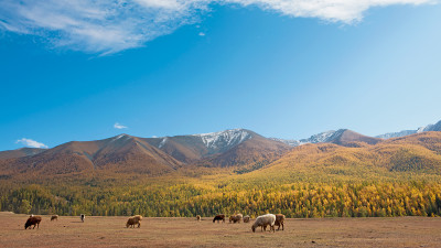 Meadows of heaven
