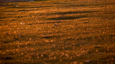 민들레 [Mongolian dandelion]