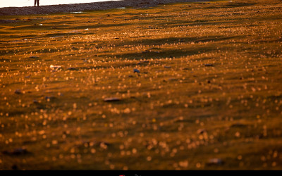 민들레 [Mongolian dandelion]