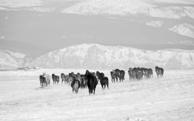 Snowland Horses