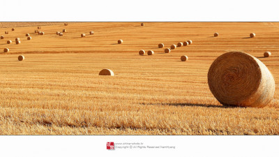 Toscana#5
