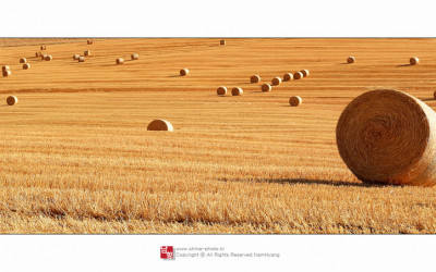 Toscana#5