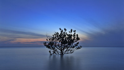 A tree in the water