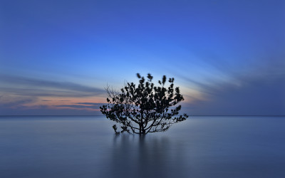 A tree in the water