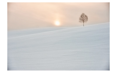Lonely tree . . .