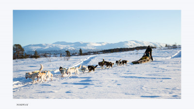 DOGSLEDDING