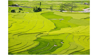 Mu chang chai