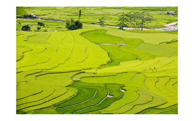 Mu chang chai
