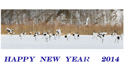 HAPPY NEW YEAR ~~~
