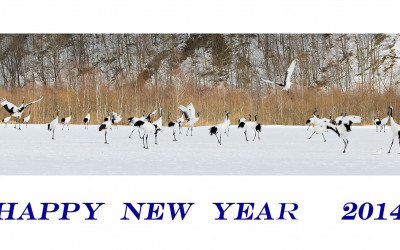 HAPPY NEW YEAR ~~~